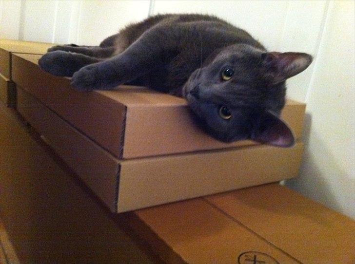 Blanding af racer Batman billede 4