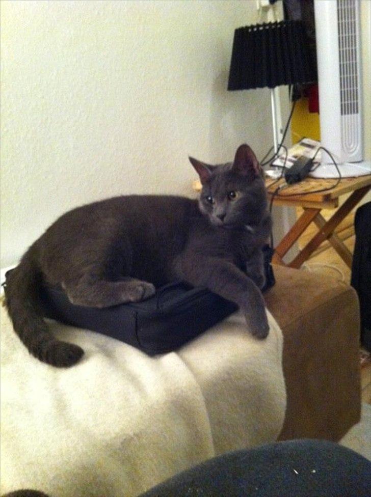 Blanding af racer Batman billede 7