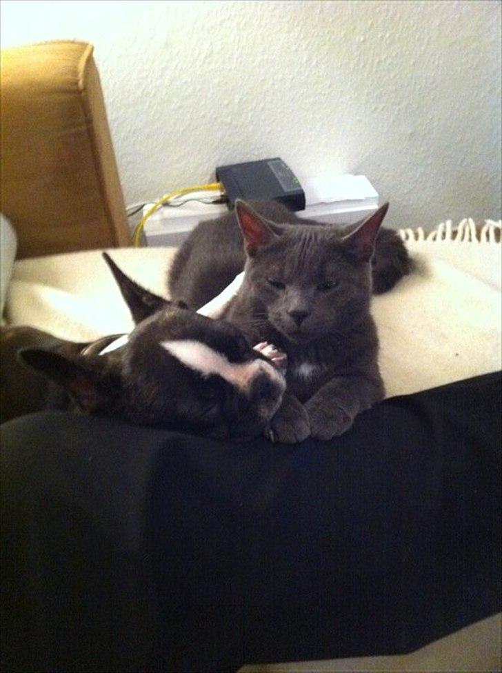 Blanding af racer Batman billede 8