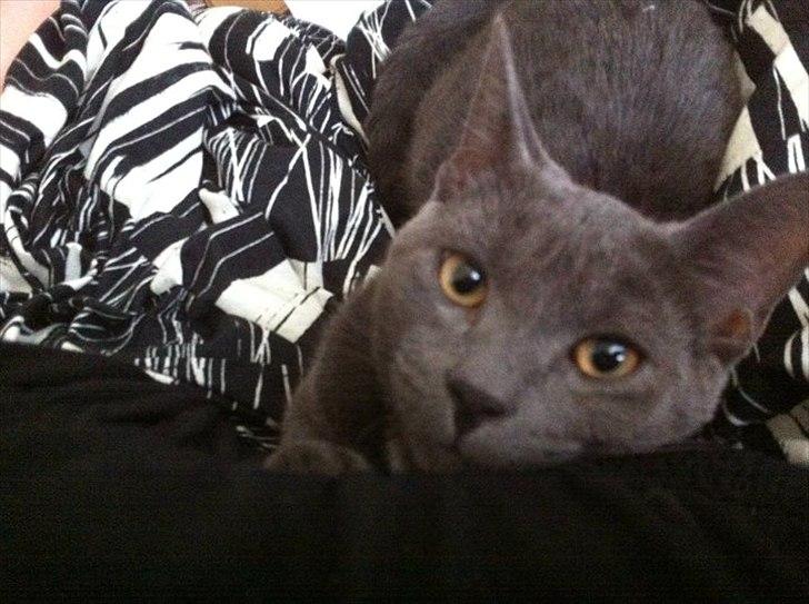 Blanding af racer Batman billede 10