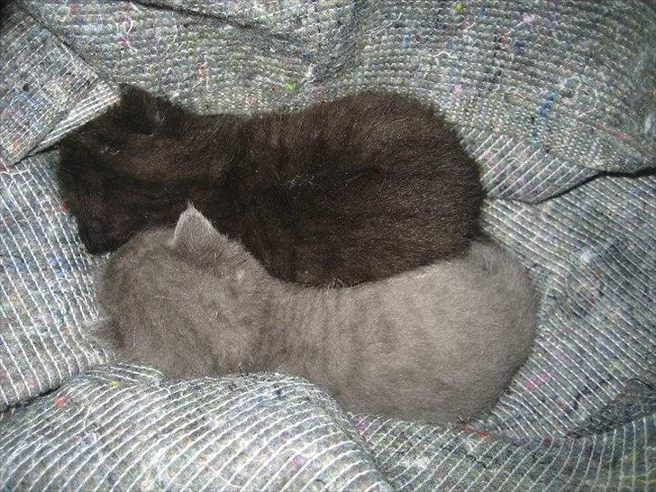 Blanding af racer Batman billede 11