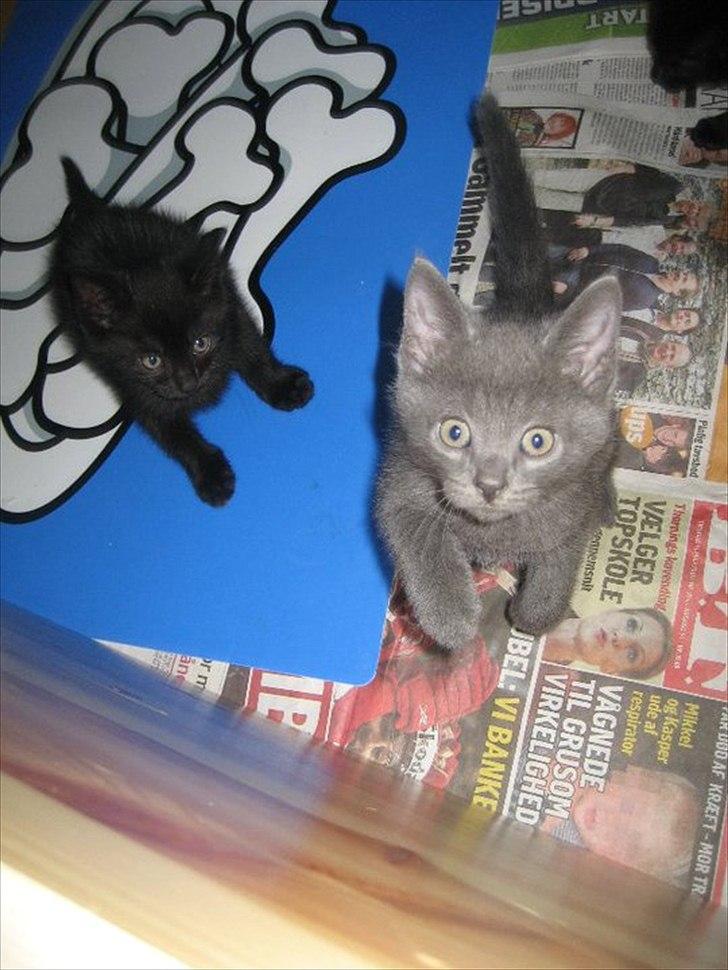 Blanding af racer Batman billede 12