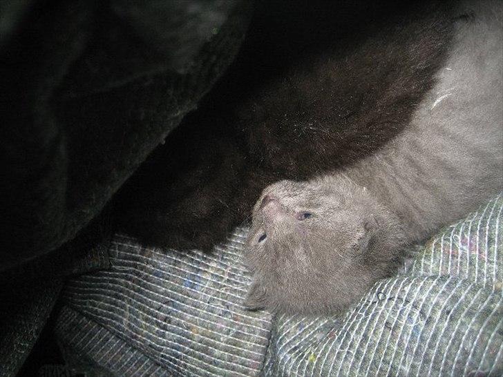 Blanding af racer Batman billede 13