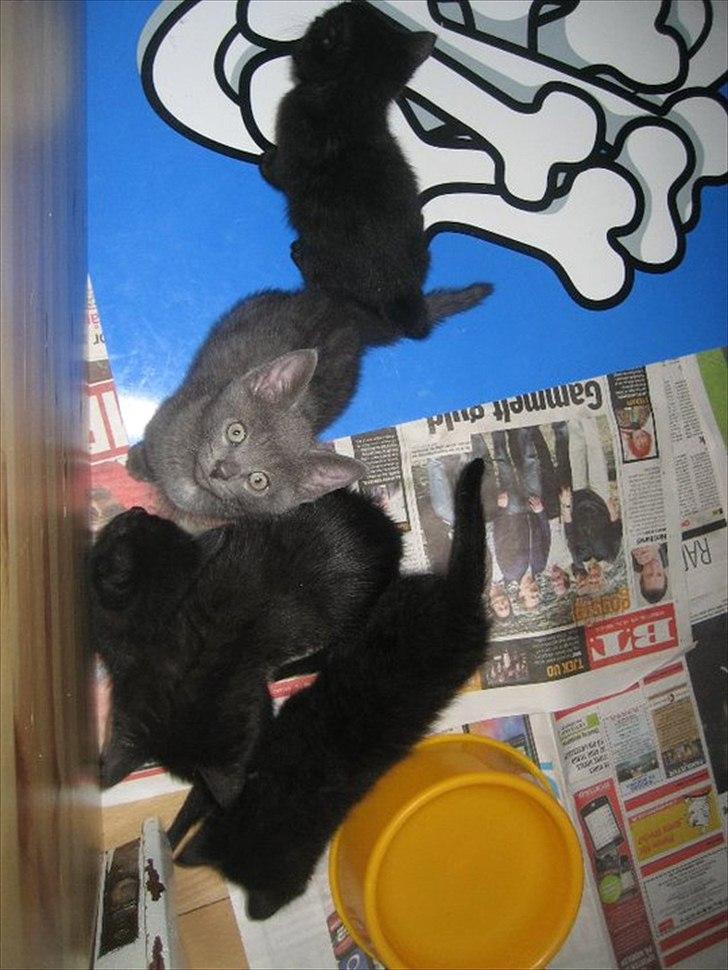 Blanding af racer Batman billede 14