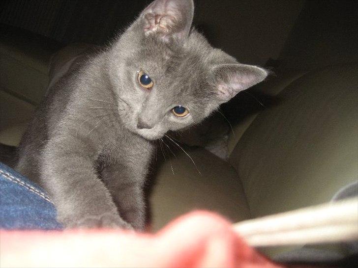 Blanding af racer Batman billede 15