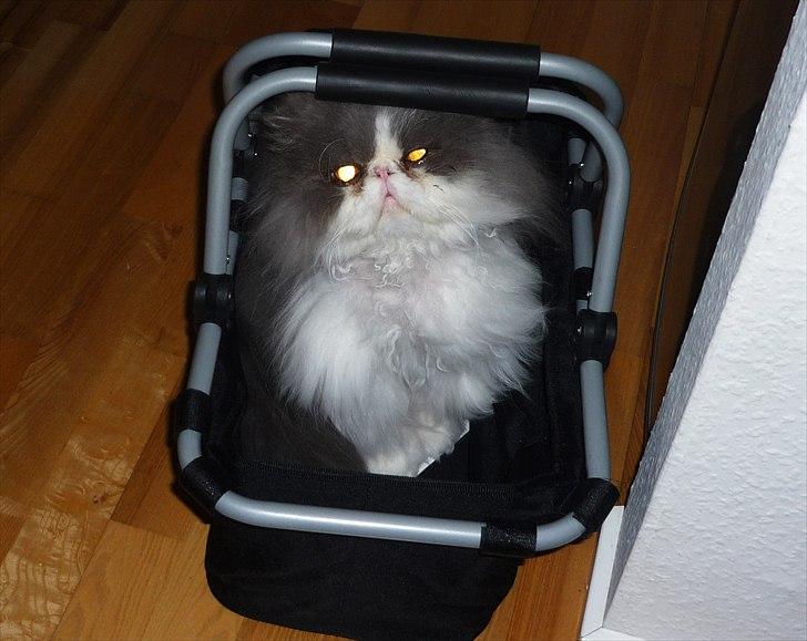 Perser Blob - Altid spændende og se hvad der gemmer sig i kurven når der er blevet handlet ind :) billede 2