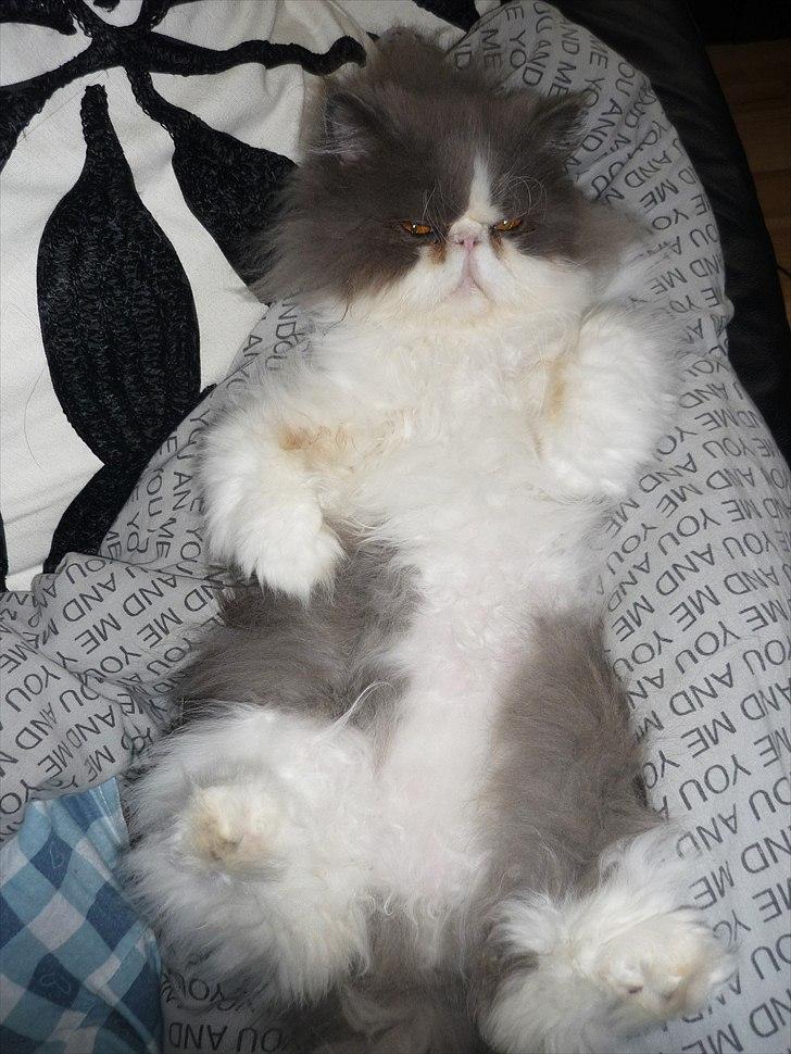 Perser Blob - Dyne hygge dag med mor. billede 1