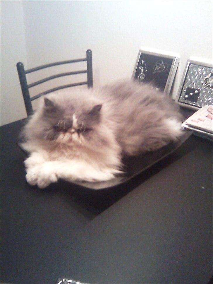 Perser Blob - Mor kan ikke købe nye ting, før jeg har godkendt dem ;) billede 3