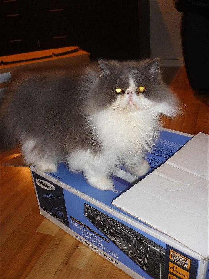 Perser Blob - roliig .. jeg ødelægger ikke noget, jeg kigger bare .. billede 4