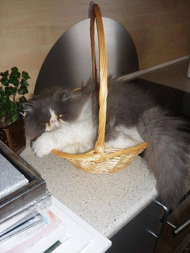 Perser Blob - Kurven som sgu bruges til pizzasnegle og pølsehorn. Det var Blobber bare ikke enig i .. billede 5