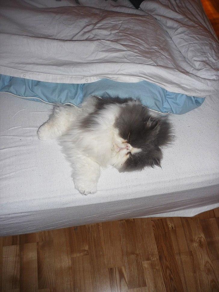 Perser Blob - Fars dyne er altid et hit. billede 6