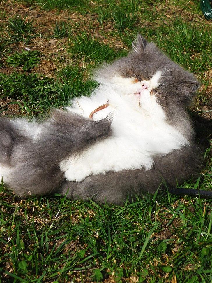 Perser Blob - billeder igen ?? Jeg gør mig altså ren ! billede 7