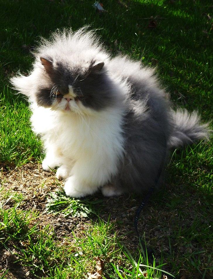 Perser Blob - Nyder den dejlige vind. billede 8