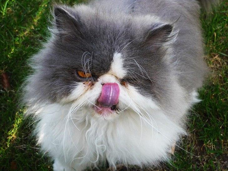 Perser Blob billede 9