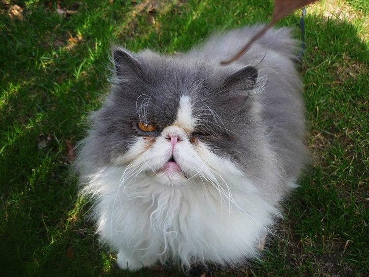 Perser Blob - Undskyld jeg ødelagde blomsterne mor, er jeg tilgivet ? :D billede 10