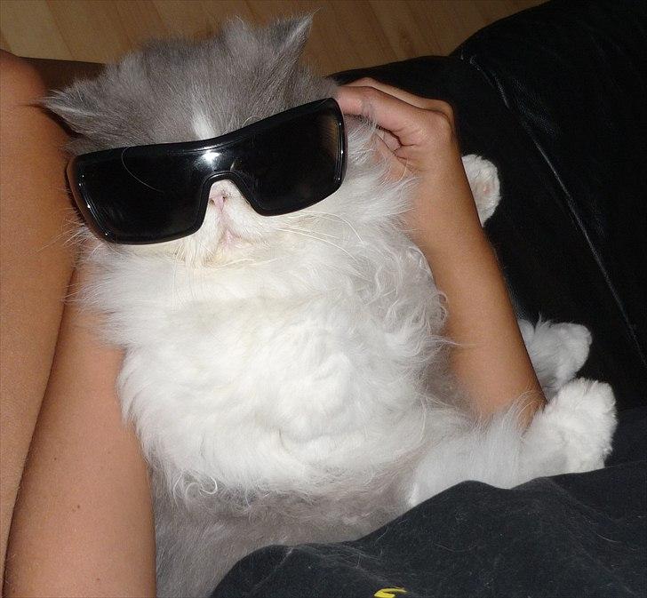 Perser Blob - FARS DRENG ! billede 11