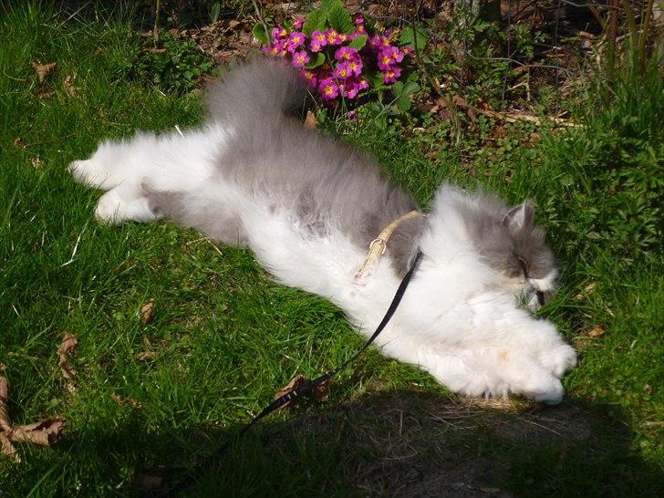 Perser Blob - Soler i haven. billede 12