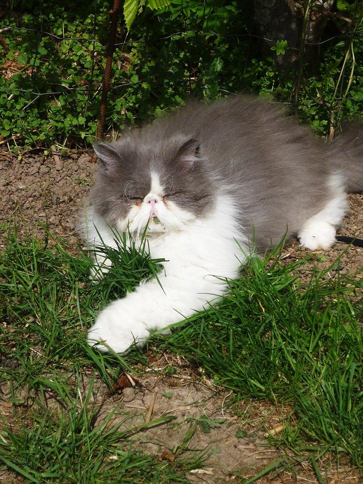 Perser Blob - Nyder livet og spiser græs billede 13