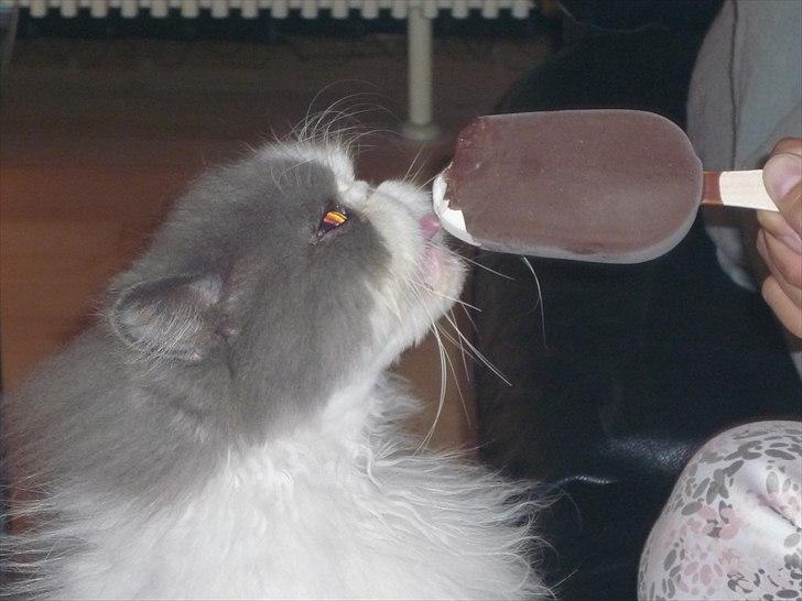 Perser Blob - iiiiis :) billede 14