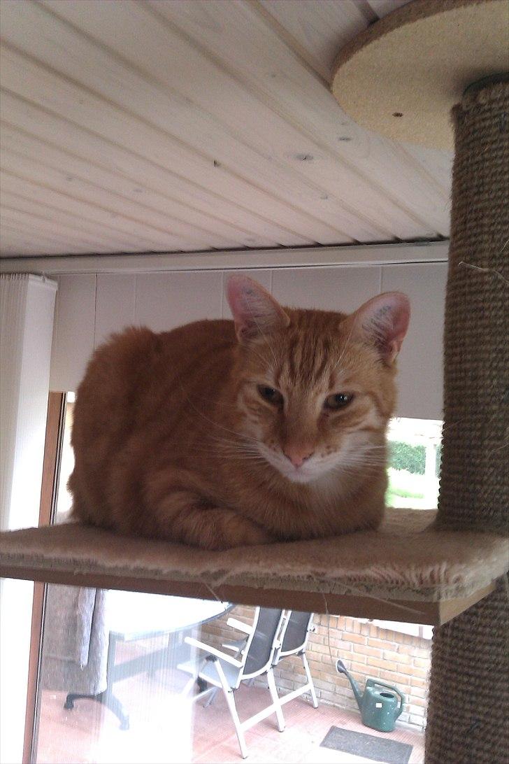 Huskat Tumle billede 1