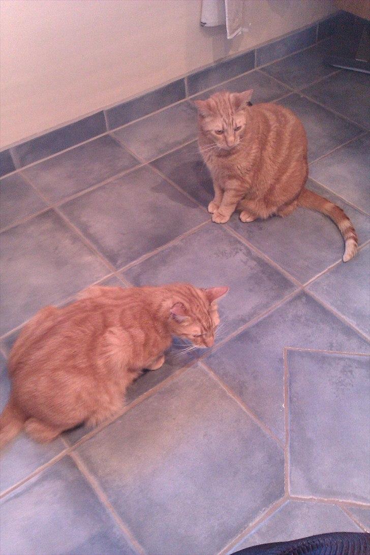 Huskat Tumle - Hygger med min bror på det dejlige varme toiletgulv. Et af favoritstederne i huset billede 2