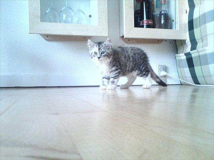 Maine Coon Diva - Diva som killing. billede 1