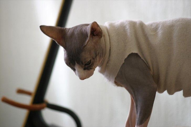 Sphynx Arabo Milas Kepinas billede 5