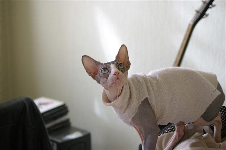 Sphynx Arabo Milas Kepinas billede 6