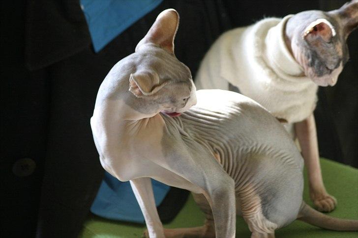 Sphynx Arabo Milas Kepinas billede 7