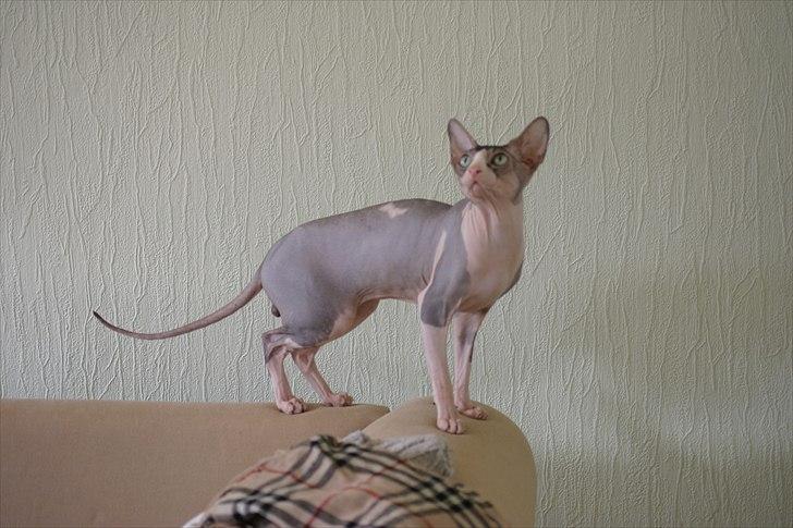 Sphynx Arabo Milas Kepinas billede 8