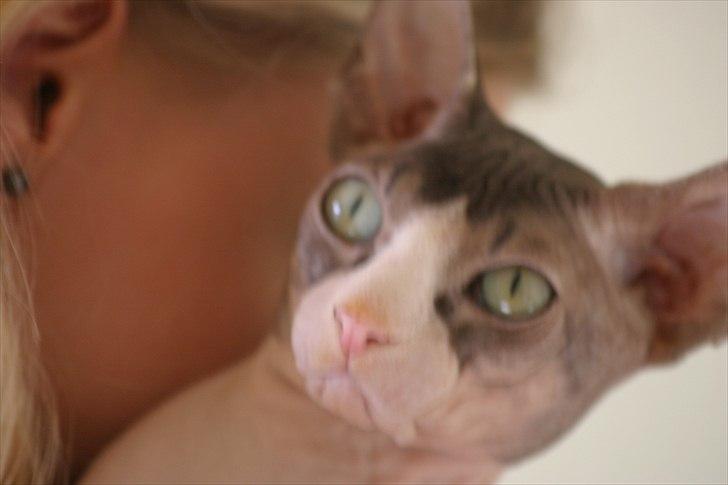 Sphynx Arabo Milas Kepinas billede 9