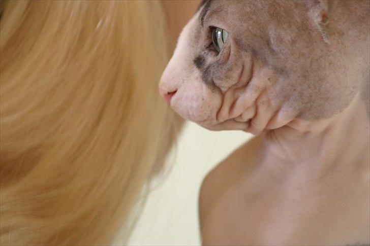 Sphynx Arabo Milas Kepinas billede 10