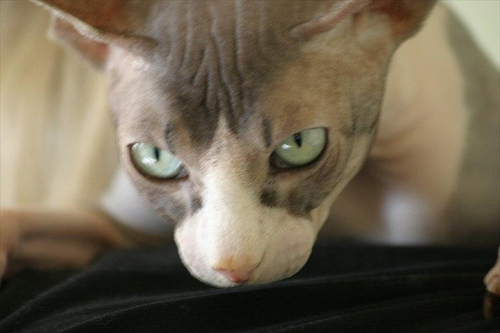 Sphynx Arabo Milas Kepinas billede 11