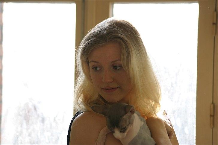 Sphynx Arabo Milas Kepinas billede 12