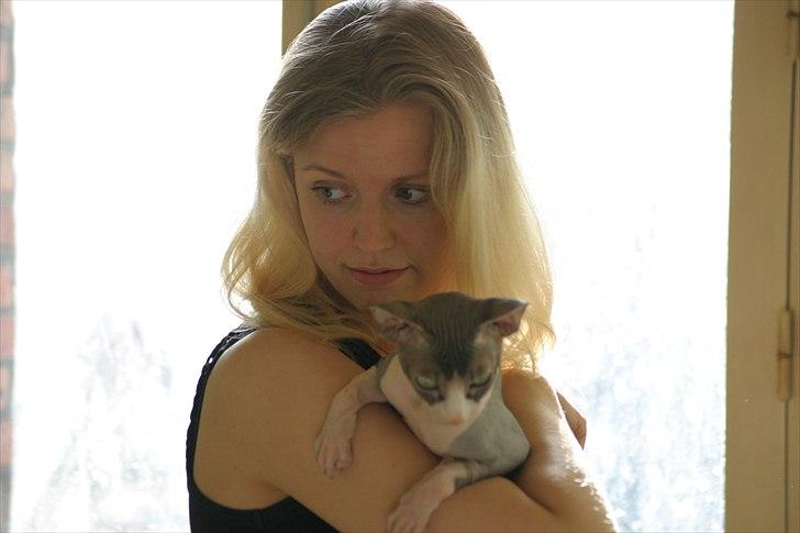 Sphynx Arabo Milas Kepinas billede 13