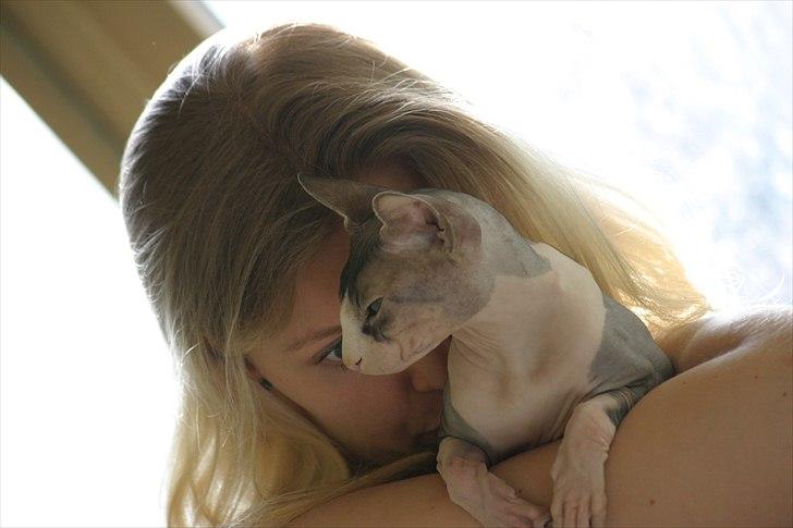 Sphynx Arabo Milas Kepinas billede 14