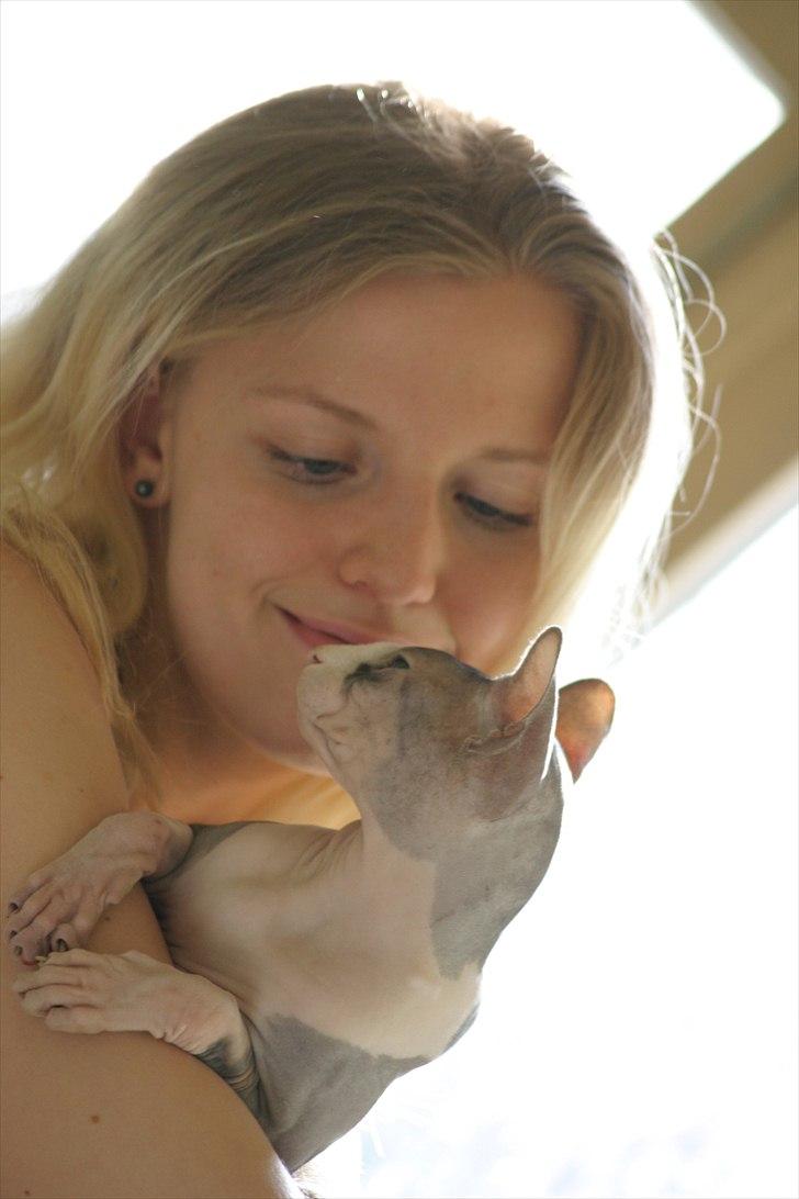 Sphynx Arabo Milas Kepinas billede 15