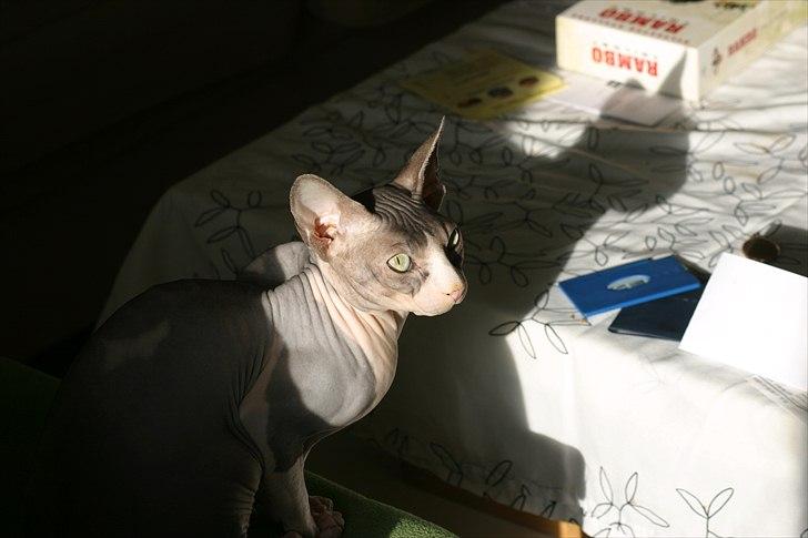 Sphynx Arabo Milas Kepinas billede 16
