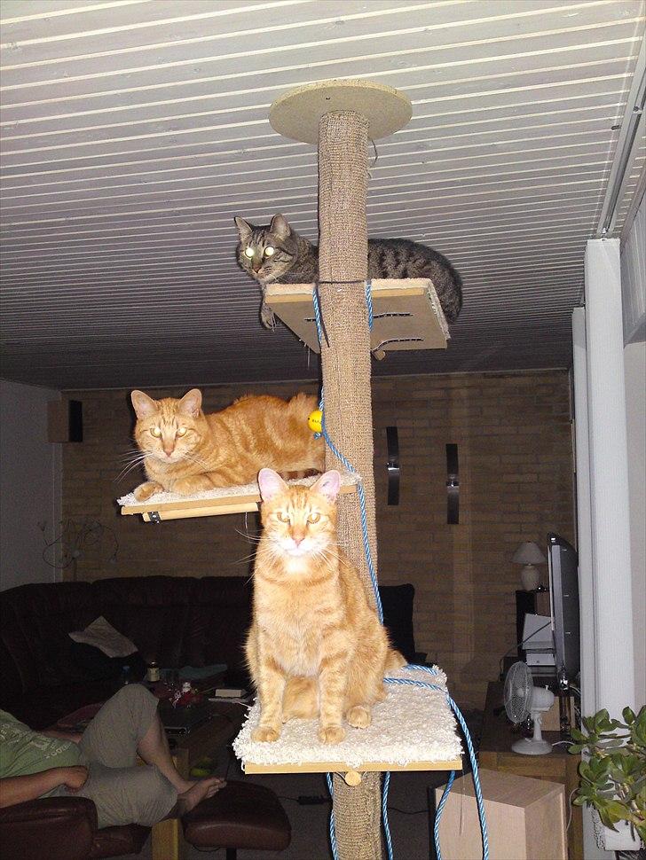 Huskat Tumle - vores helt eget kattetræ  billede 3