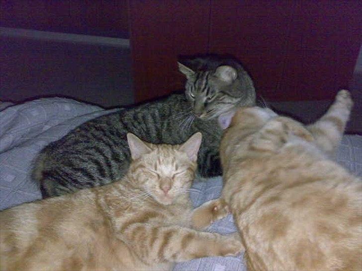 Huskat Tumle - katteråhygge billede 4