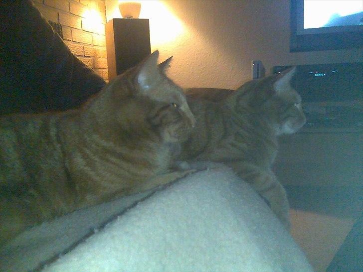 Huskat Tumle - tv-kiggere billede 5