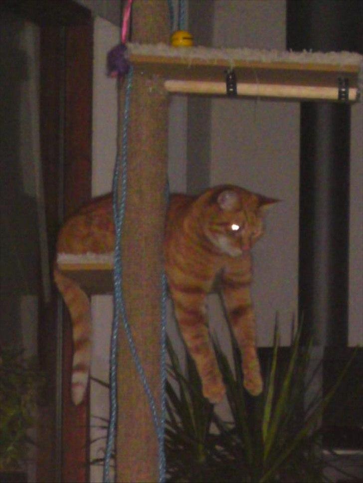 Huskat Tumle - jeg ligger lige her, hvis i vil mig noget  billede 6