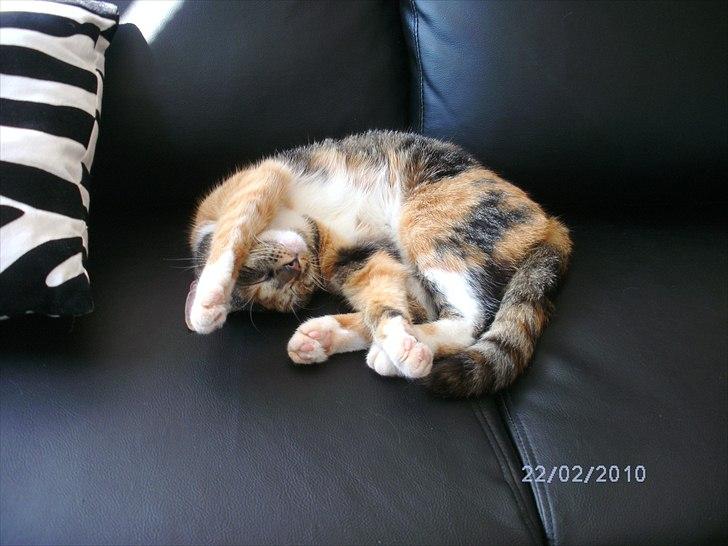 Huskat Pepsi - uh dejlig dejlig sofa. billede 1