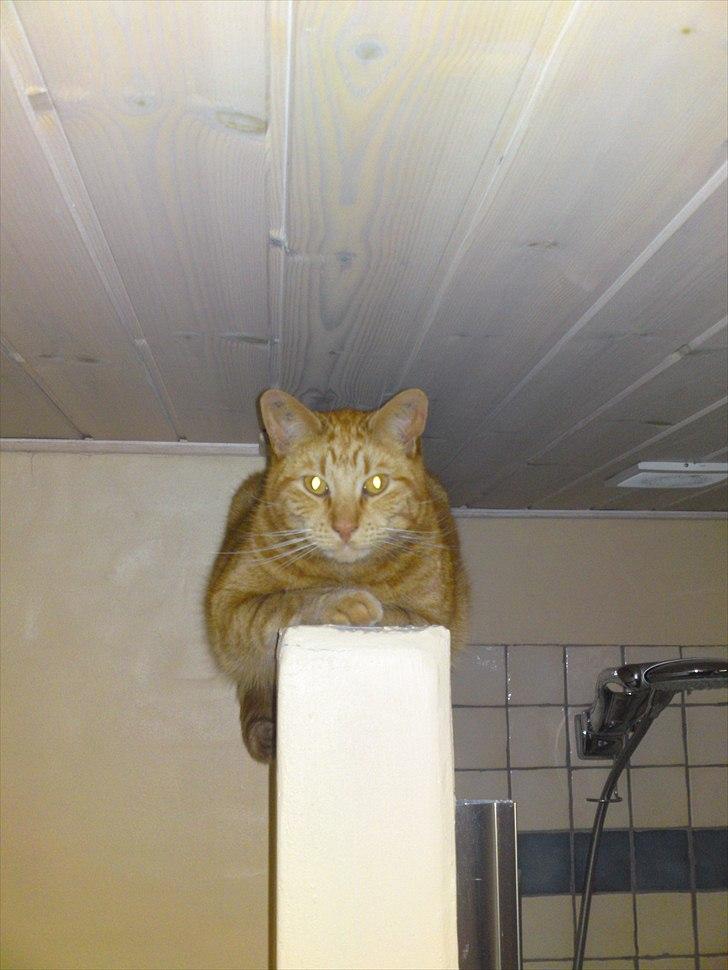 Huskat Smiley - jeg er her, hvis i mangler mig  billede 11