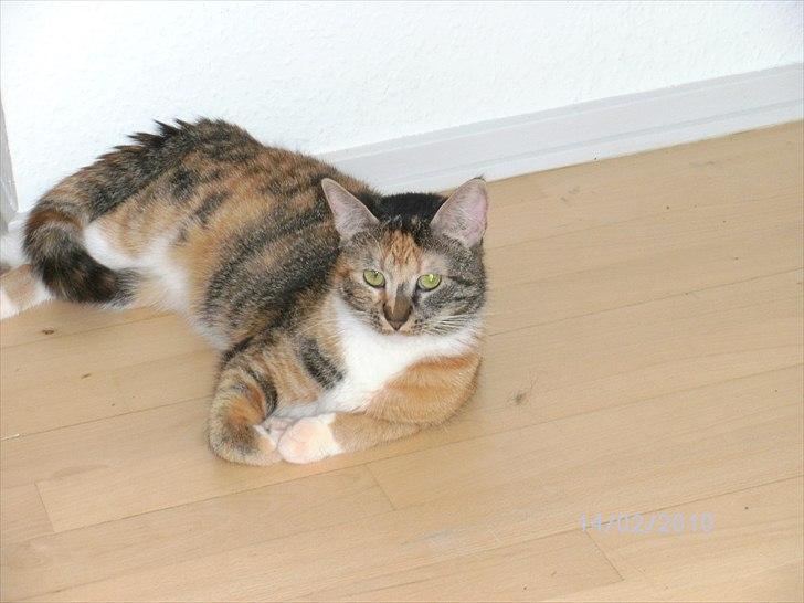 Huskat Pepsi - flader lige ud. billede 2