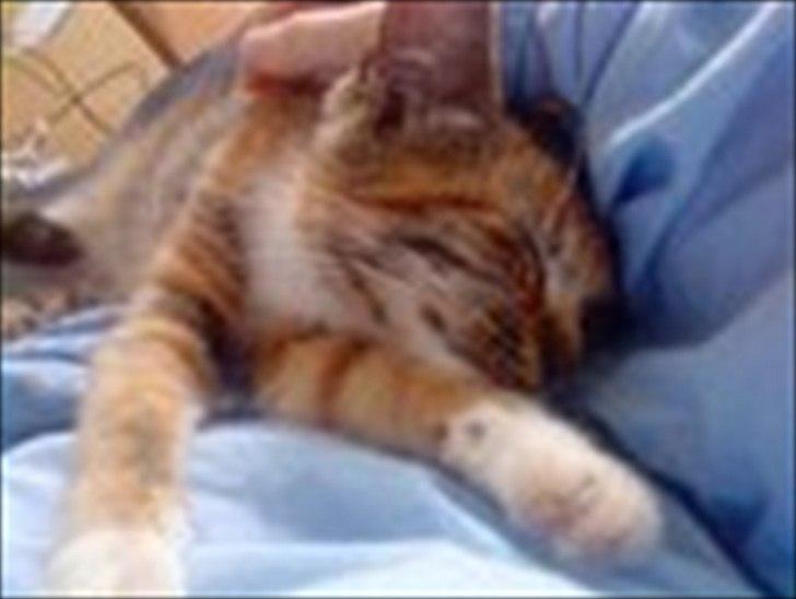 Huskat Pepsi - pepsi som killing, 4 måneder gammel. billede 3