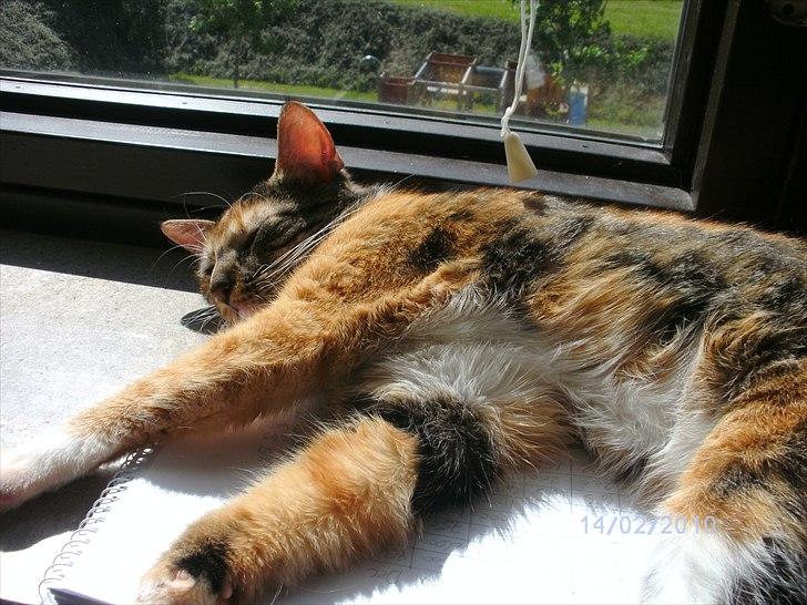 Huskat Pepsi billede 4