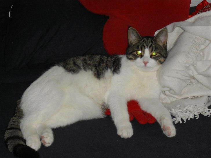 Huskat Simba billede 1