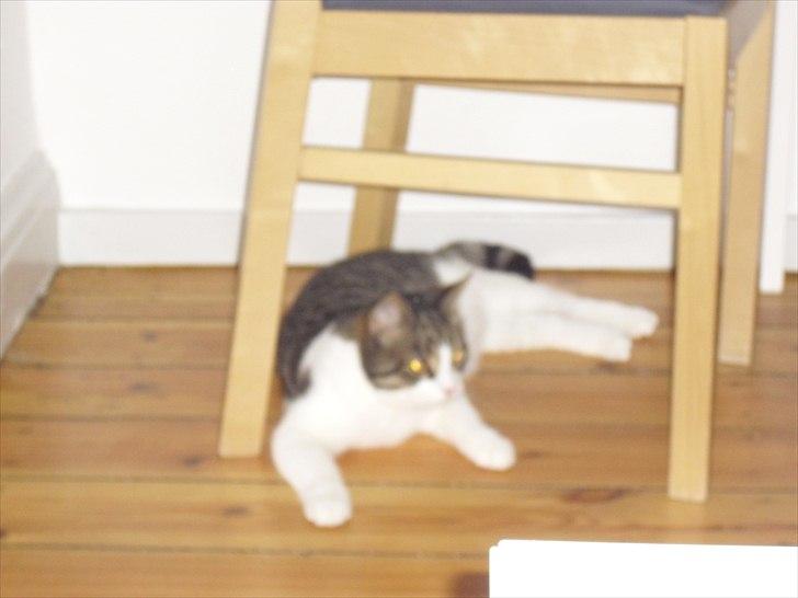 Huskat Simba billede 2