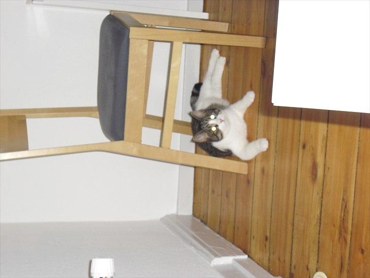 Huskat Simba billede 3